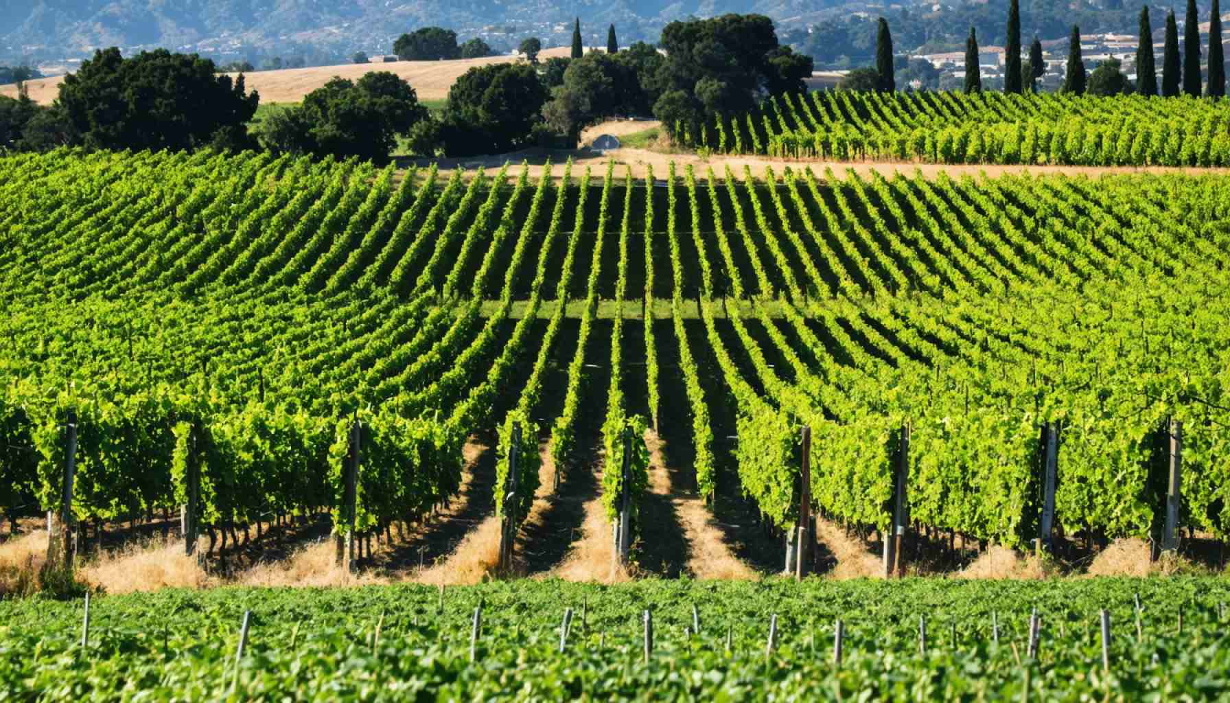 California’s Wine Evolution: From Crisis to a White Wine Revolution