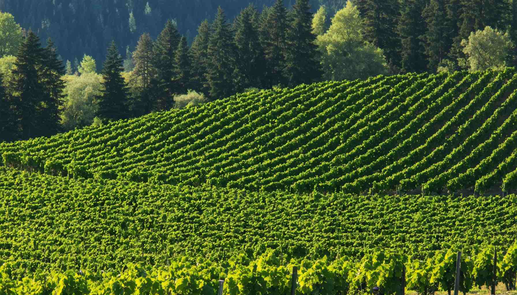 Beyond Pinot Noir: Discovering Oregon’s Hidden Wine Treasures