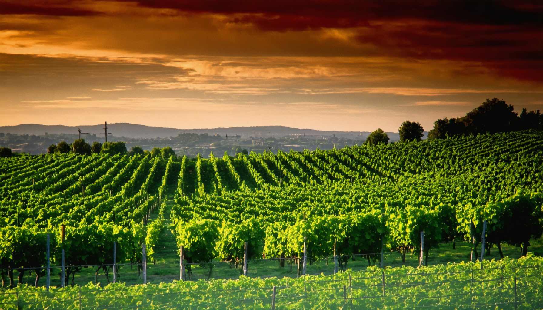 The Rise and Fall of a Wine Legend: How Robert Mondavi’s Dream Became a Supermarket Staple