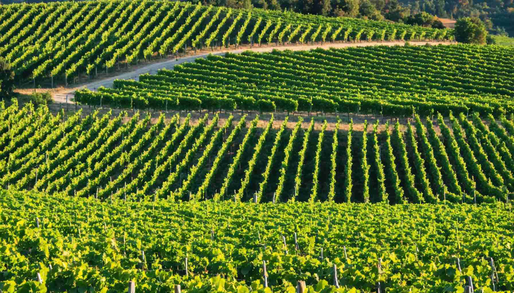 Tuscany’s Vibrant Vineyards: A Journey Through Italy’s Wine Wonderland
