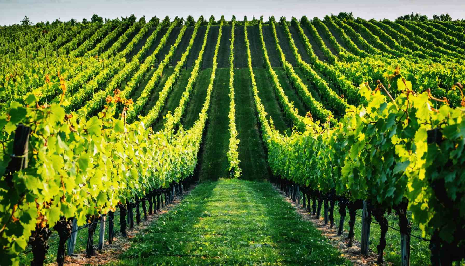 The Surprising Truth Behind New York's Grape Struggles—And Why Vineyard Owners Are Still Optimistic