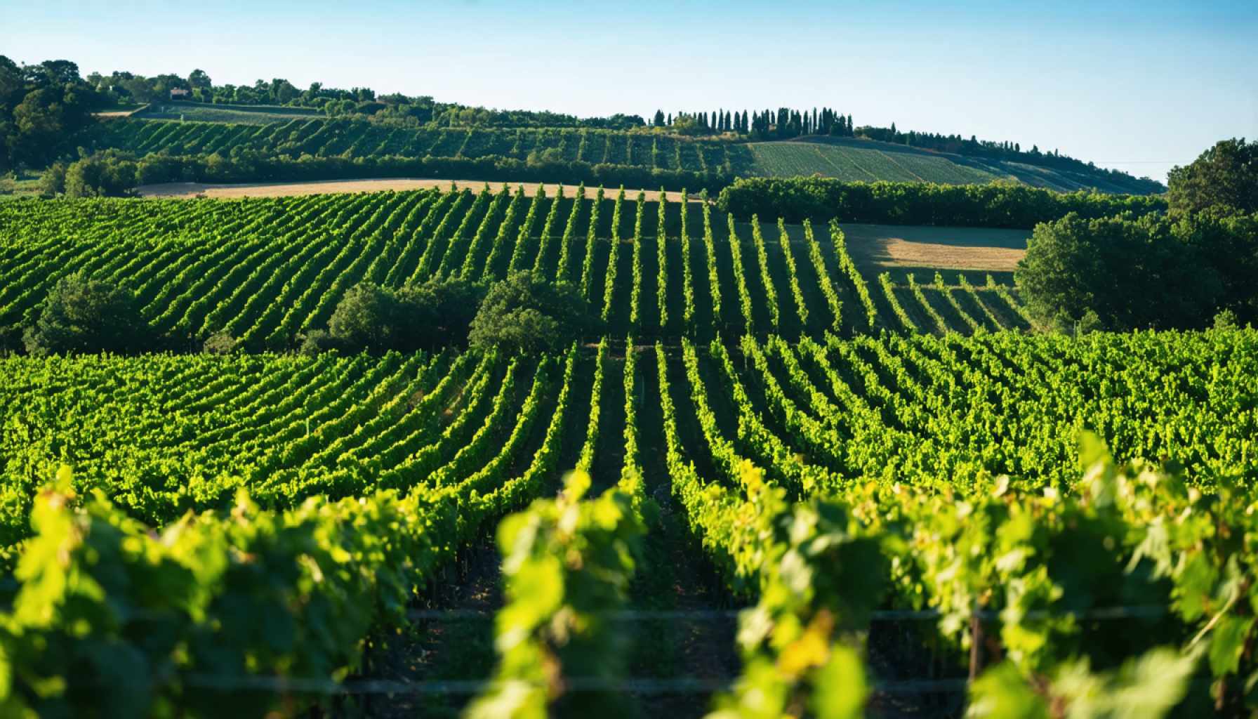 Transforming the Wine Landscape: Vinarchy’s Bold Move into Global Brands
