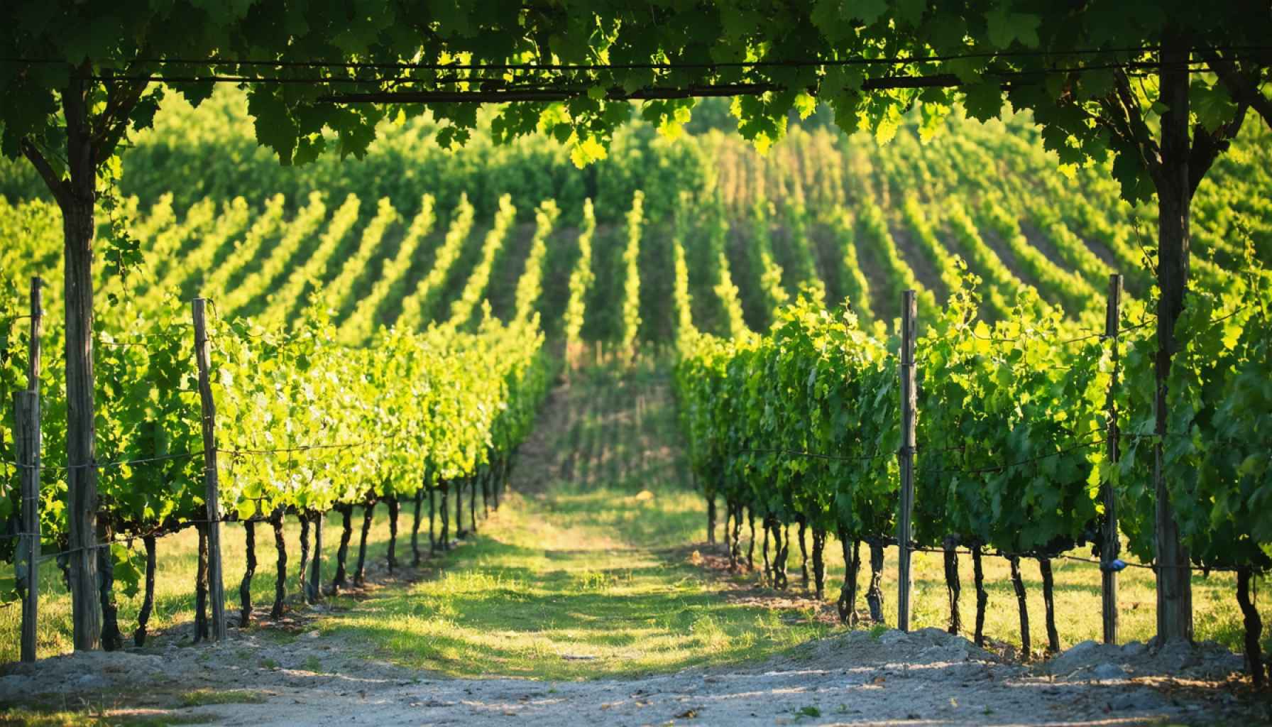 Discover North Fork: The Hidden Gem of Long Island’s Wine Country