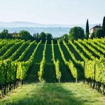 The Wine Renaissance: How Bordeaux 2024 Is Shaking Up the Market