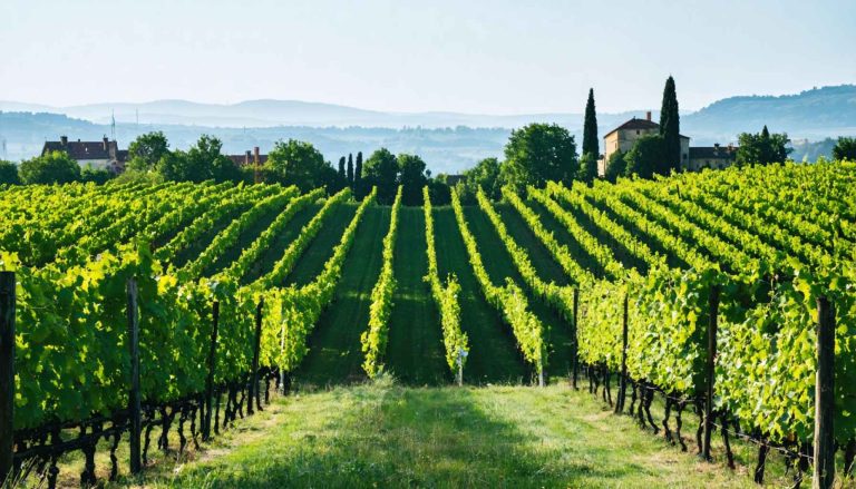 Vino Renesansa: Kako Bordeaux 2024 Spreminja Trg