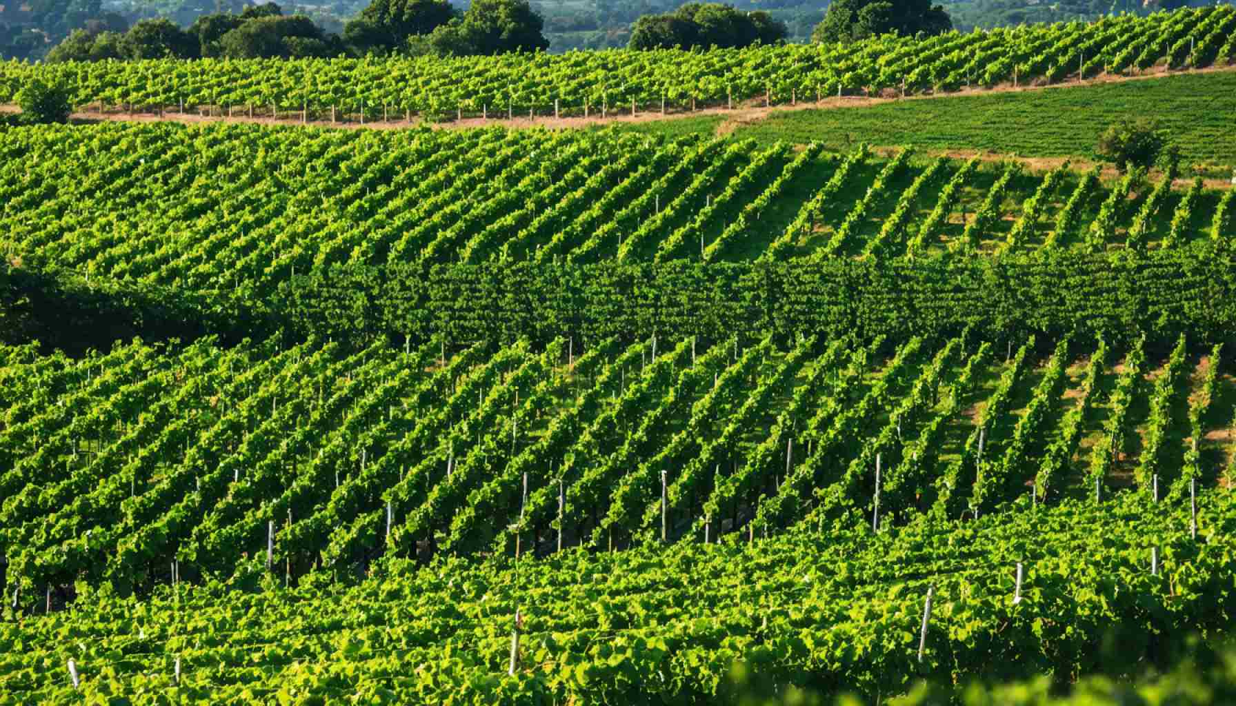 Why the World’s Best Wine Destination Isn’t Where You Think